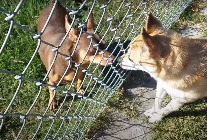 フェンス越しにじっと見つめ合う2匹の犬。この子達が見せたリアクションが面白い