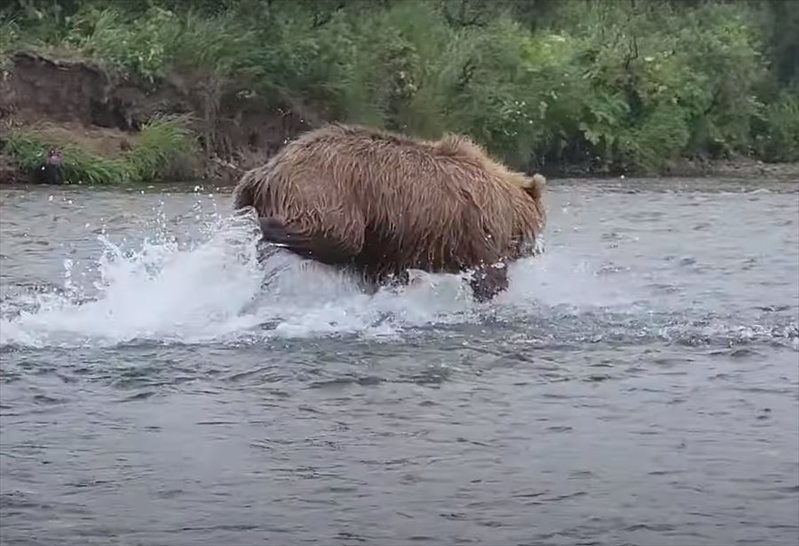 川に入り走る巨体！産卵のために遡上してきた鮭を捕まえようと俊敏な動きを見せるのは、あの『猛獣』でした！！