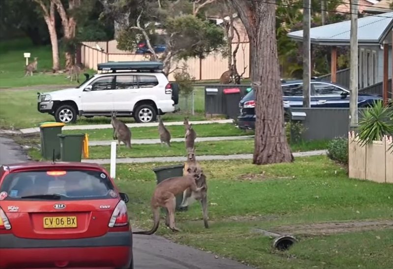 近くで観戦されるのは嫌だった？取っ組み合いをしていたカンガルー。そばに車が停まると・・・、白熱の戦いを停止してしまいました