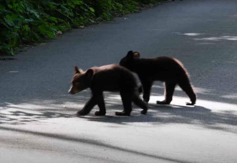 トンデモナイ理由で通行止めになった道路。その道路のど真ん中にいたのは・・【アメリカ・動画】