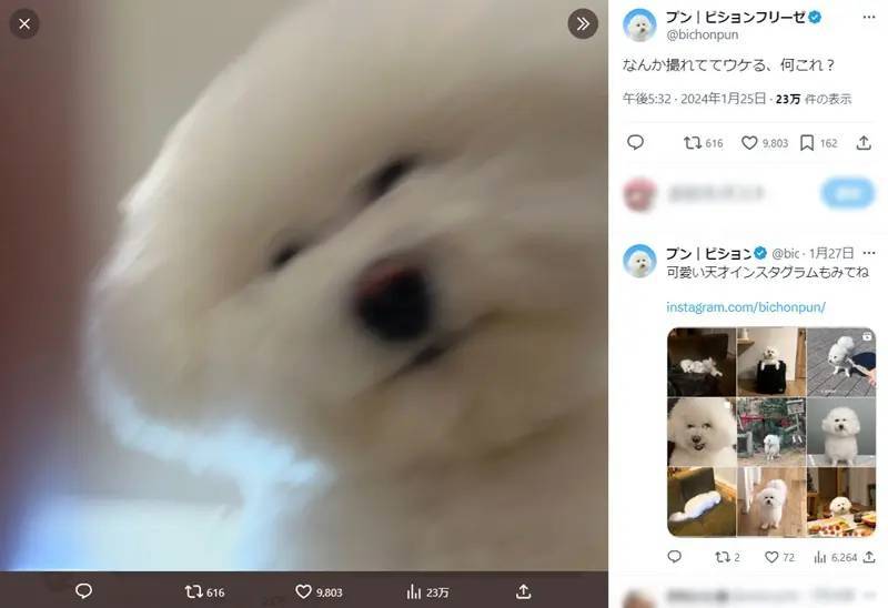 逆に可愛い！わんこのブレブレ自撮り風ショットに飼い主爆笑