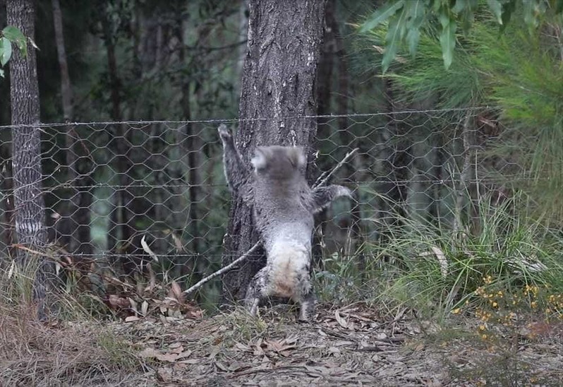 木を登ろうとする野生のコアラ。その姿を目撃した男性は・・、野生動物を直接触るわけにもいかないので創意工夫で手助けします！【海外・動画】