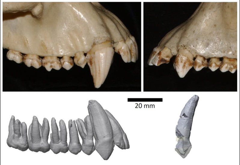 ヒト科の犬歯、450万年前に「縮小し始めた」と推定　東大研究