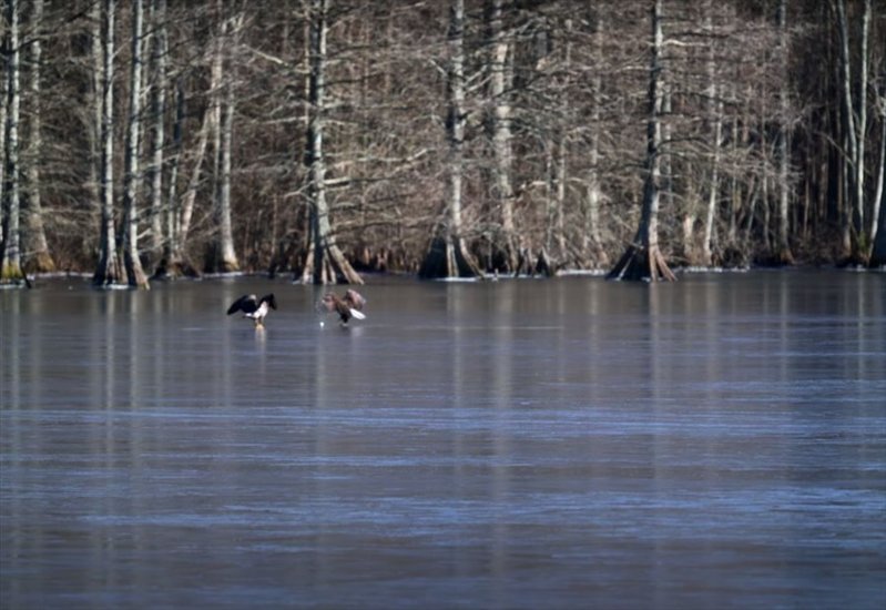 凍った湖の上でボール遊び！？2羽のワシがゴルフボールを転がして追いかける！【アメリカ・動画】