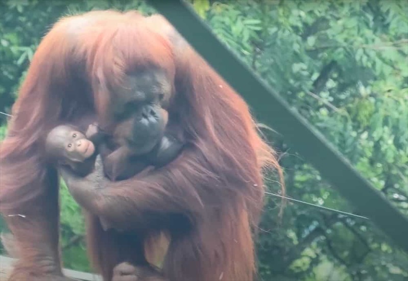 2頭の赤ちゃんを腕に抱えながら、スイスイとクライミングを楽しむオランウータンの母親がパワフルで凄い！