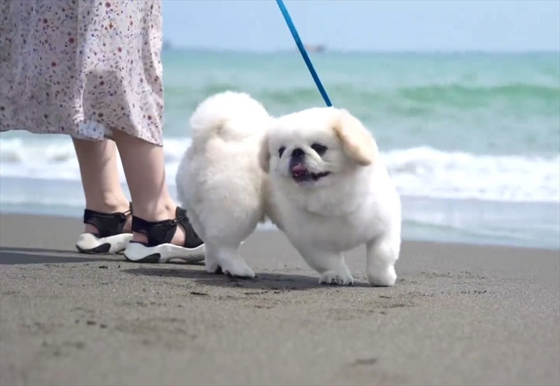 ペキニーズが大慌て！ビーチでくつろいでいたところに波が迫ってきて・・「スリリングな経験ができましたね」