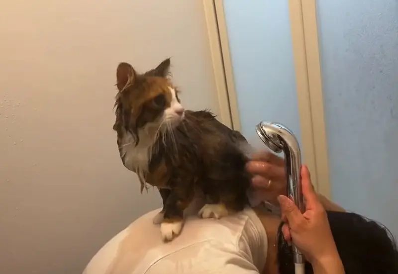 飼い主は猫の下僕　背中の上でシャンプーをする飼い主