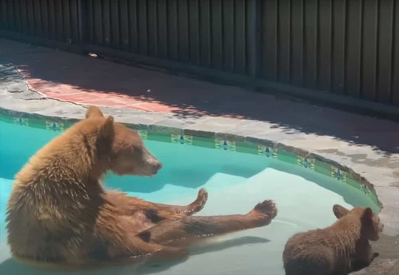 自宅のプールにあらわれたクマの親子。母グマは一緒に入りたいみたいですが、子グマは入りたくないみたいです【アメリカ・動画】