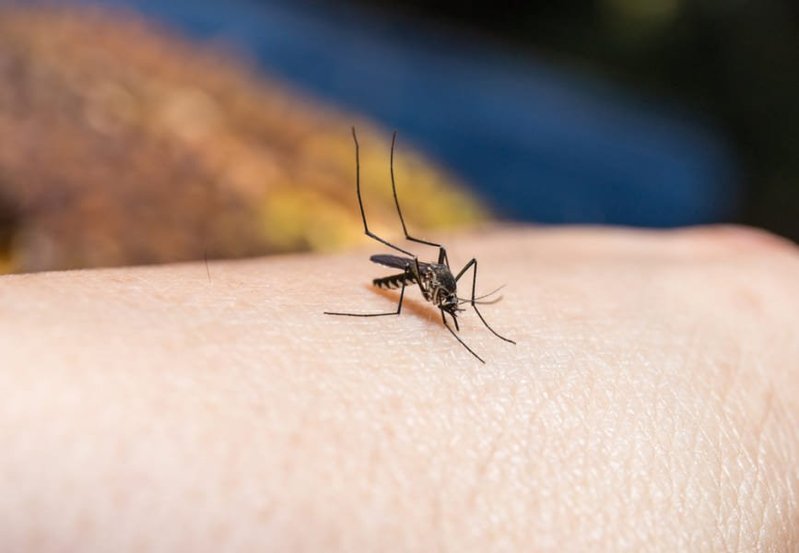 ウイルスは蚊が自分たちを媒介していると知って利用していた！