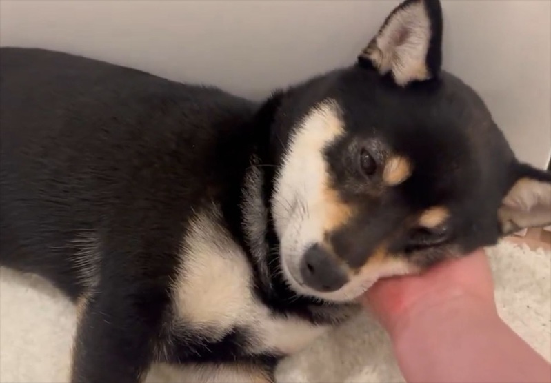 ナデナデする飼い主さんの手を枕にして寝始めた!かわいすぎる豆柴の寝顔「ゴッドハンドですね」