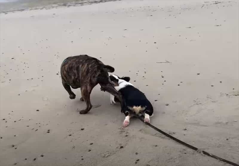 犬たちが繰り広げたオモチャをめぐる、一歩も譲らない戦い！どれだけ引きずられてもはなさない執念には脱帽です！！