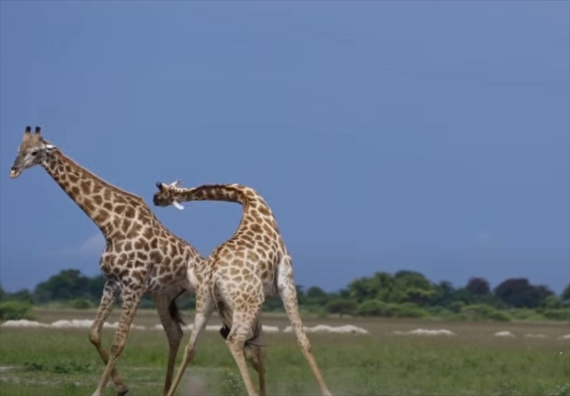 アフリカの広大な草原の中繰り広げられていたのは、キリン同士のガチンコ勝負！！特徴的な長い首をしならせてぶつけ合うその戦いはド迫力！！