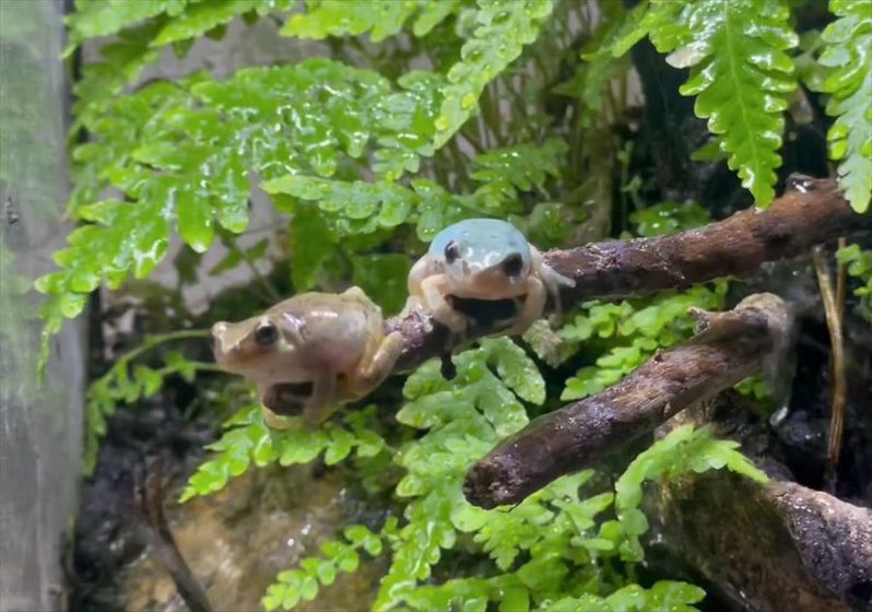 カエルたちは久しぶりの雨で大はしゃぎ！喜ぶ姿に反響「わちゃわちゃ感がほんと好き」