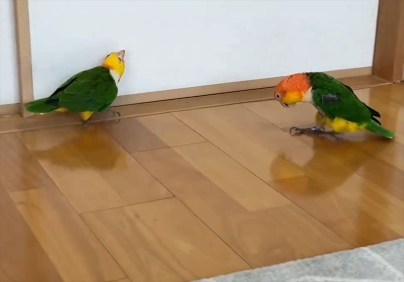 逃げるインコに追うインコ。2羽のシロハラインコのやりとりに反響「猛アピールなのかしら？」