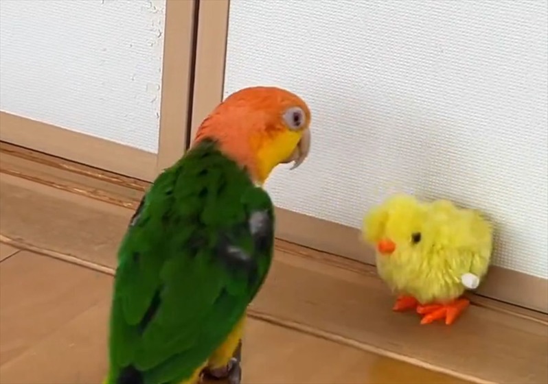 「ちょ・・・動くやん！」ひよこのぬいぐるみにキックしたシロハラインコ のリアクションが話題に