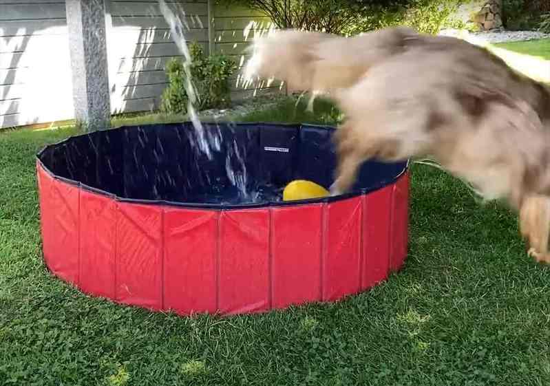 プールに水をためようとすると愛犬が大興奮！ピョンピョン跳ねたりプールから出たり入ったりと、はしゃいでなかなか水を貯められない！！