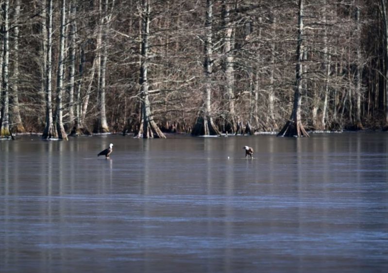 凍った湖の上でボール遊び！？2羽のワシがゴルフボールを転がして追いかける！【アメリカ・動画】