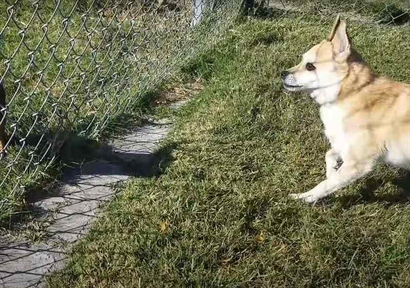 フェンス越しにじっと見つめ合う2匹の犬。この子達が見せたリアクションが面白い