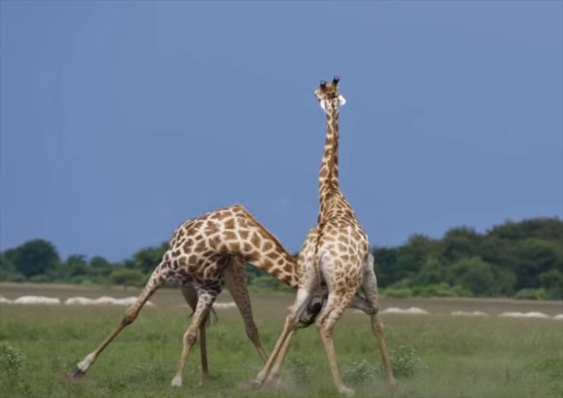 アフリカの広大な草原の中繰り広げられていたのは、キリン同士のガチンコ勝負！！特徴的な長い首をしならせてぶつけ合うその戦いはド迫力！！