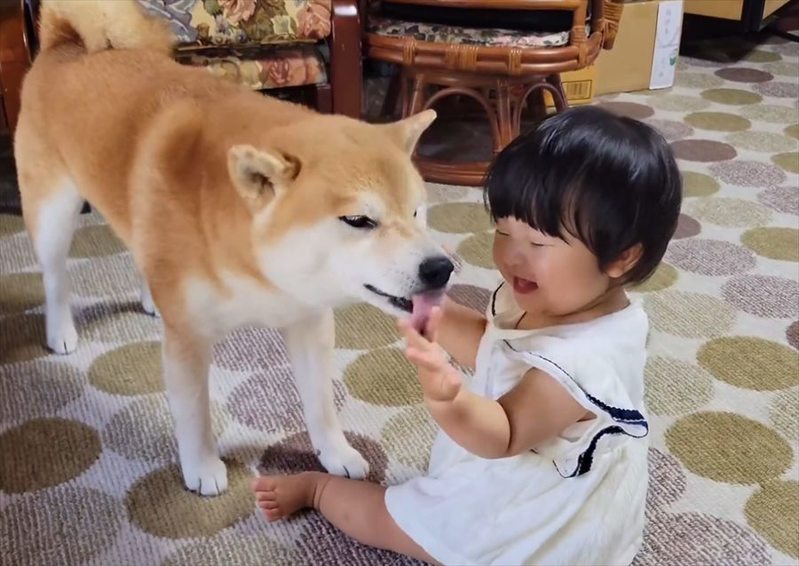 泣いてる1歳児を笑顔にさせる柴犬が話題に！「あやし方も優しくて上手」「ワンちゃんセラピーは赤ちゃんにも有効ですね」