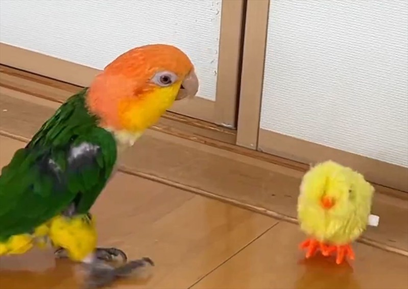 「ちょ・・・動くやん！」ひよこのぬいぐるみにキックしたシロハラインコ のリアクションが話題に