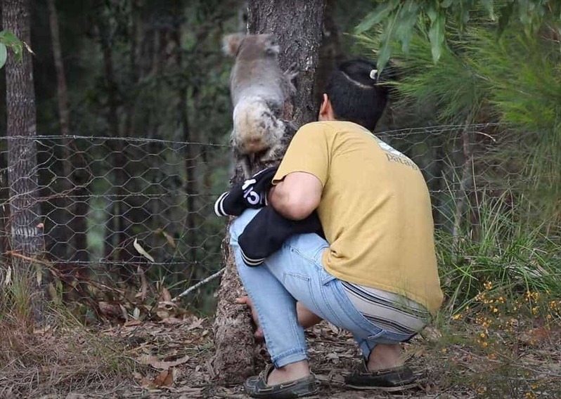 木を登ろうとする野生のコアラ。その姿を目撃した男性は・・
、野生動物を直接触るわけにもいかないので創意工夫で手助けします！【海外・動画】