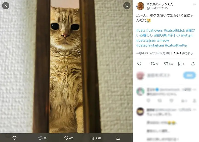 愛猫の「行かないでオーラ」に飼い主撃沈　ボクを置いて出かける気にゃんだ……