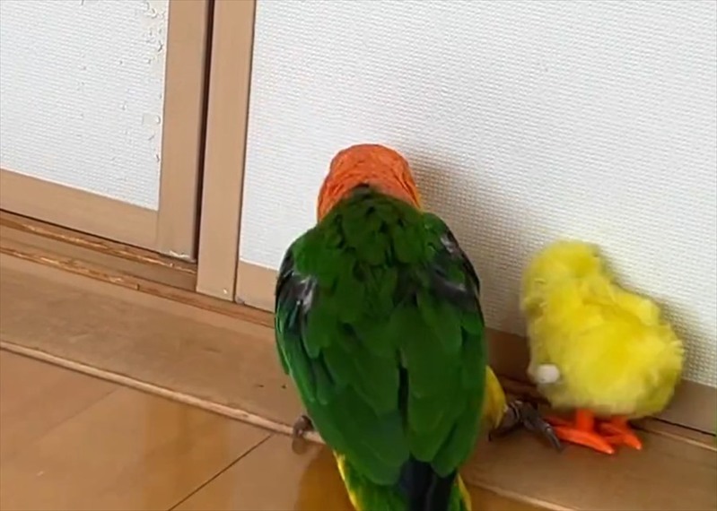 「ちょ・・・動くやん！」ひよこのぬいぐるみにキックしたシロハラインコ のリアクションが話題に