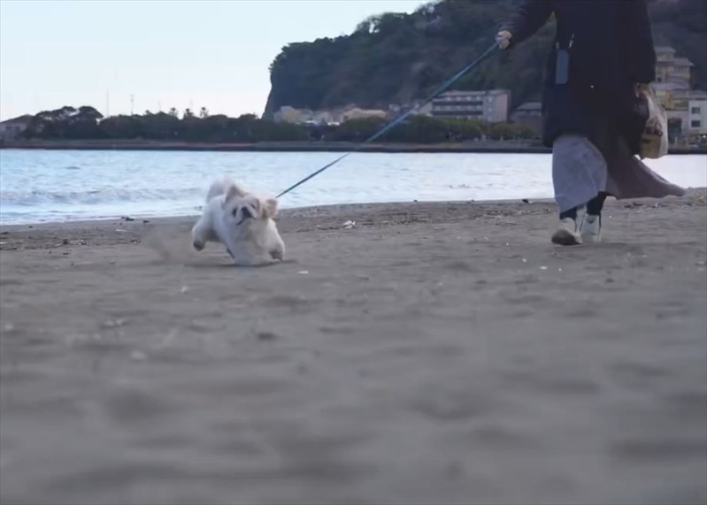 砂浜を楽しみすぎ！ぱたぱた走るペキニーズ犬がかわいすぎると話題に「オモチャみたいな動きでかわいい」