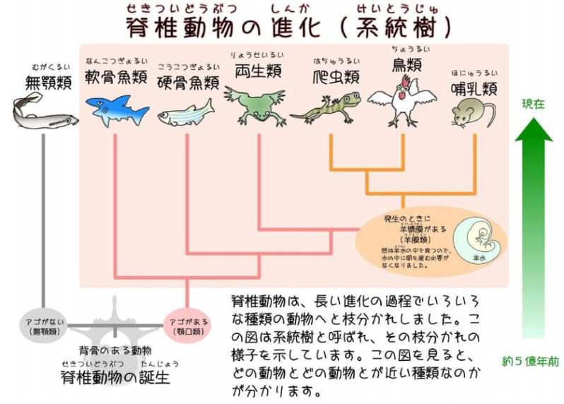 5億年前に生物を「脊椎動物にした遺伝子」を発見！ヤツメウナギに無脊椎化する先祖返りが発生