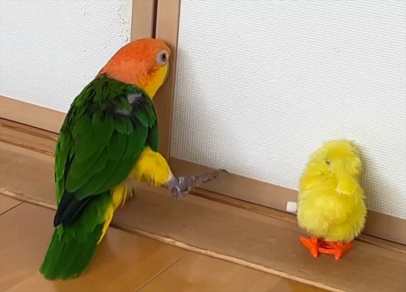 「ちょ・・・動くやん！」ひよこのぬいぐるみにキックしたシロハラインコ のリアクションが話題に