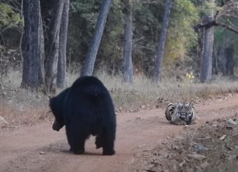 クマとトラが対峙した緊迫の瞬間。クマが立ち上がり威嚇しますが・・・、なんだかトラのリアクションが思っていたより薄いような？