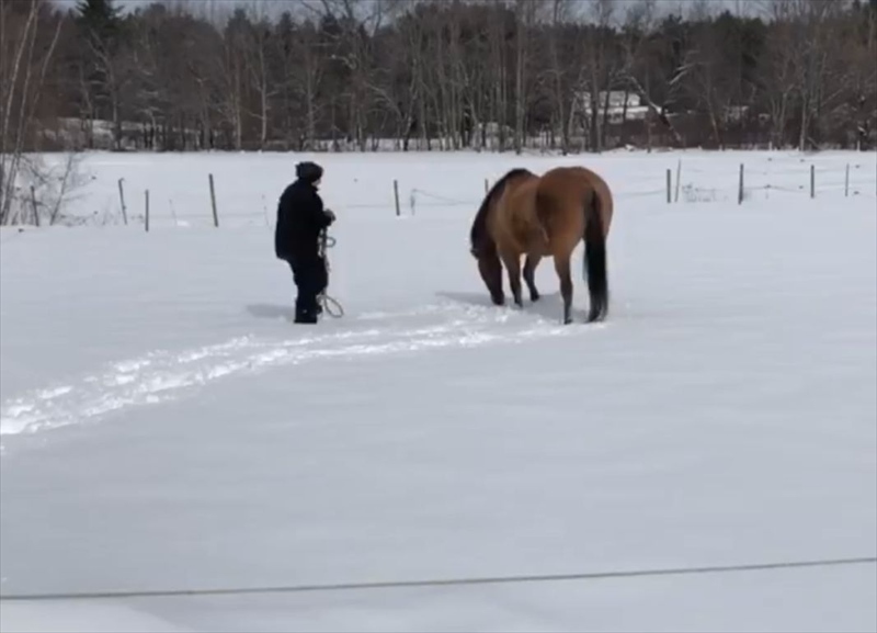 愛馬の真似っこがかわいいと話題に！飼い主さんがが雪上に横たわるのを見ると・・「心が通じ合ってる」「雪を満喫ですね」