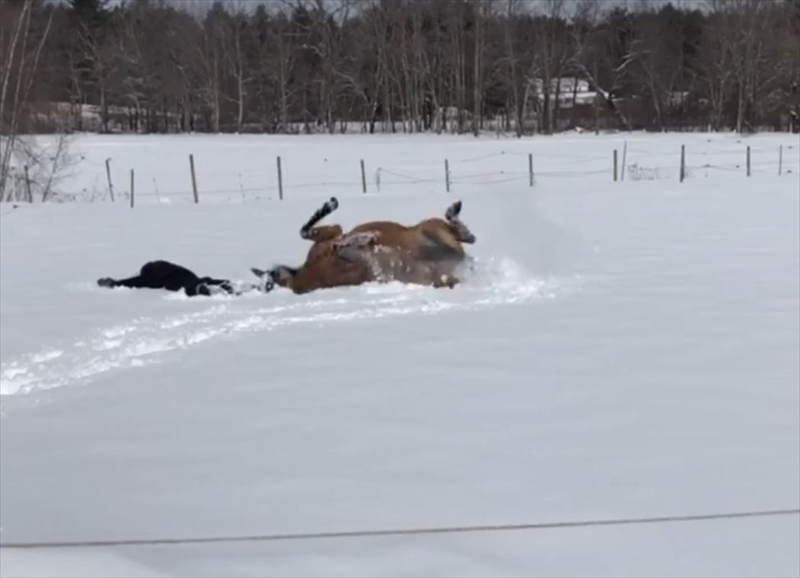 愛馬の真似っこがかわいいと話題に！飼い主さんがが雪上に横たわるのを見ると・・「心が通じ合ってる」「雪を満喫ですね」