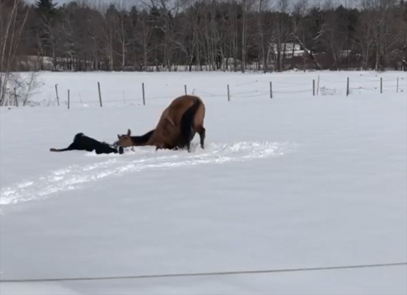 愛馬の真似っこがかわいいと話題に！飼い主さんがが雪上に横たわるのを見ると・・「心が通じ合ってる」「雪を満喫ですね」