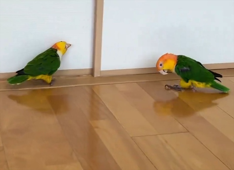 逃げるインコに追うインコ。2羽のシロハラインコのやりとりに反響「猛アピールなのかしら？」