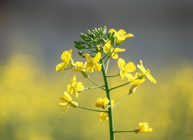 「からし菜」とはどんな植物？カラシが採れるの？菜の花やわさび菜との違いは？