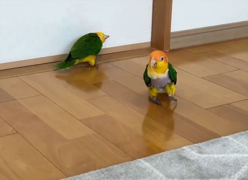 逃げるインコに追うインコ。2羽のシロハラインコのやりとりに反響「猛アピールなのかしら？」