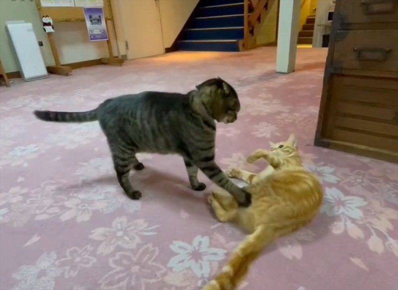 取っ組み合い中に強烈な猫パンチを繰り出すと思いきや・・。意外な行動に「たしなめているようですね」