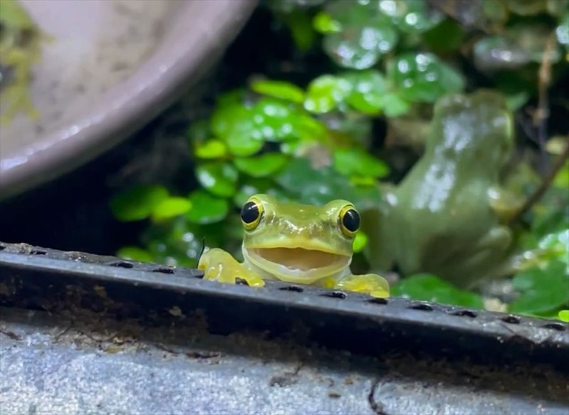 目が合ったカエルが・・笑ってくれた！？まさかのワンシーンがかわいすぎると話題に「見てるこっちも笑顔になる」「カメラ目線もバッチリ」