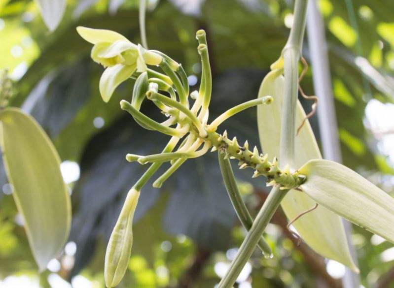 バニラにも花は咲くの?その花言葉は?香料となるバニラの香りがするのはどの部分?