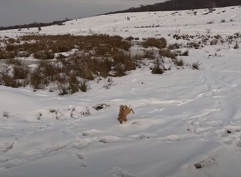 雪原を全力で走る柴犬にハプニング！勢い余って豪快な転倒をしましたが、すぐに起き上がりどこまでも走っていきました