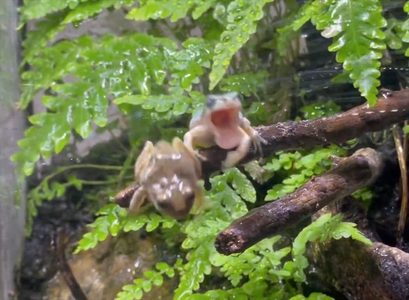 カエルたちは久しぶりの雨で大はしゃぎ！喜ぶ姿に反響「わちゃわちゃ感がほんと好き」