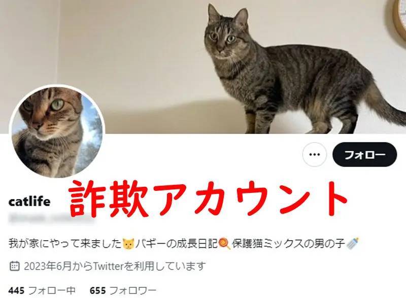 有名猫アカウントの写真が無断転載被害に→追ってみたら典型的なロマンス詐欺だった件の一部始終を公開