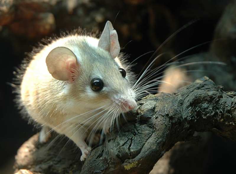 トゲマウスに哺乳類で初となる「腎臓再生」の能力を発見