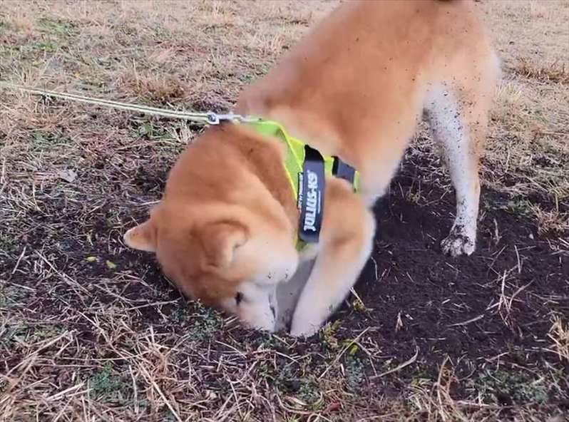 穴掘りに一生懸命な柴犬の姿がかわいくて笑える！「倍速じゃないですよね？」「揺れて耳がパタパタするのがさらにかわいい」