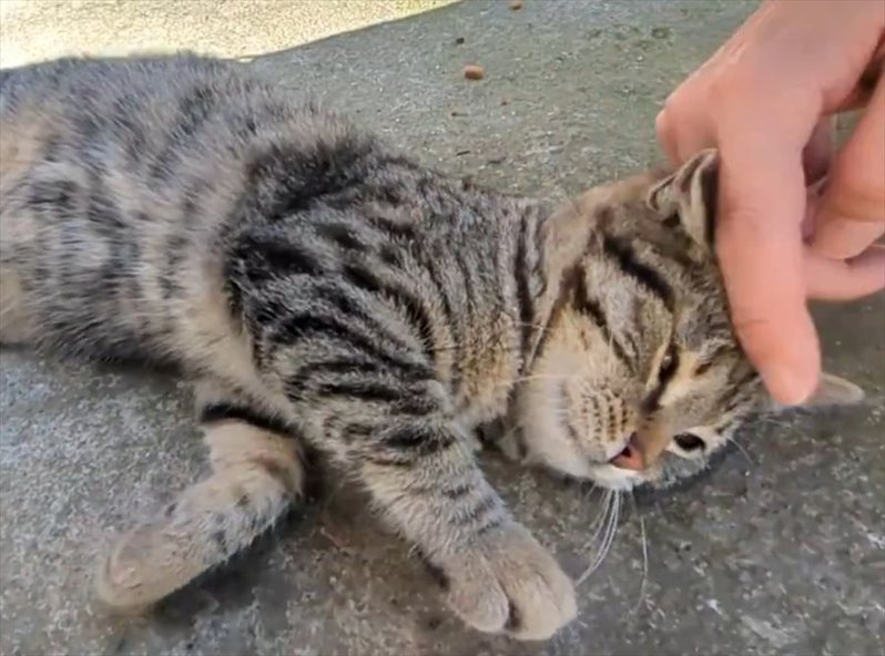 怖がりだった子猫との再会の様子が話題に。一目で伝わってくる注がれてきたたくさんの愛情に「みんな優しかったんですね」「甘えん坊になっちゃった」