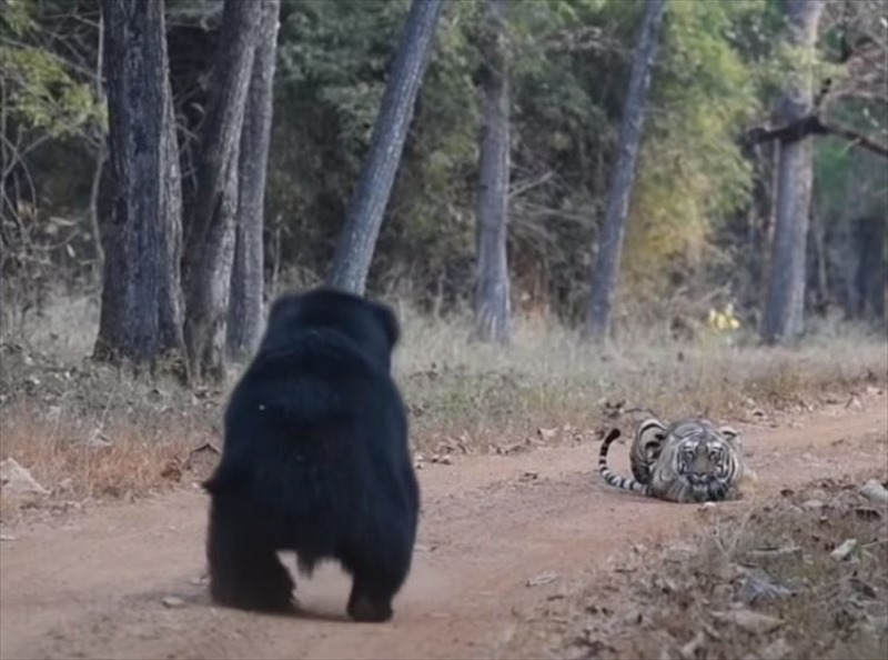 クマとトラが対峙した緊迫の瞬間。クマが立ち上がり威嚇しますが・・・、なんだかトラのリアクションが思っていたより薄いような？