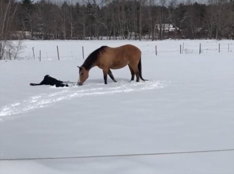 愛馬の真似っこがかわいいと話題に！飼い主さんがが雪上に横たわるのを見ると・・「心が通じ合ってる」「雪を満喫ですね」