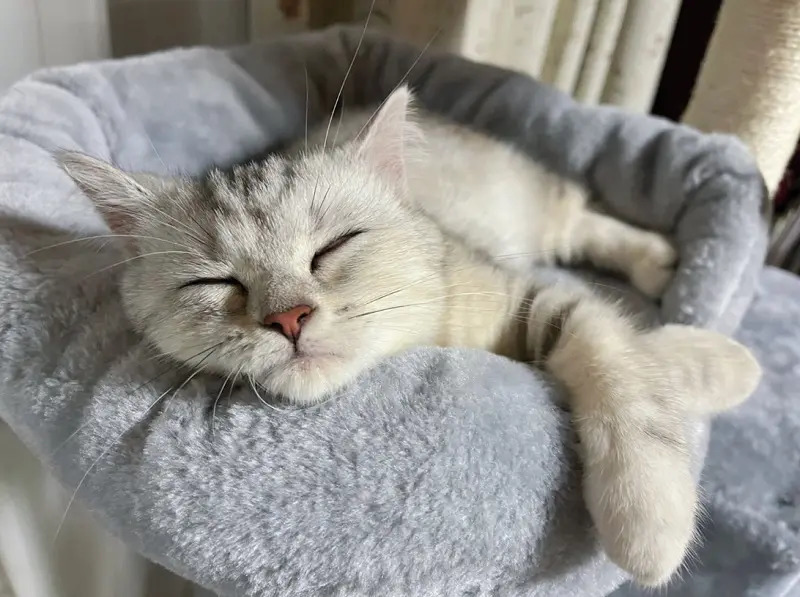 溶けてる姿も可愛い 液状化しながら眠る猫